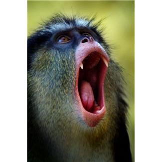 HowlerMonkey